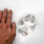 Michael ODwyer riding in Sweden